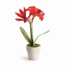 Mini Amaryllis Potted Drop-In 9" - Red
