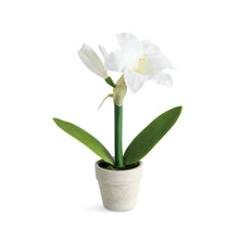 Mini Amaryllis Potted Drop-In 9"