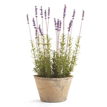 Napa Home & Garden - French Lavender Potted 21"