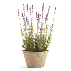 Napa Home & Garden - French Lavender Potted 21"