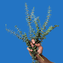 ~Pourri - Poo~Pourri Royal Flush, Toilet Spray 2oz: Eucalyptus + Spearmint