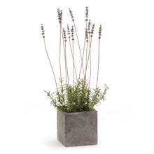 French Lavender In Square Pot 24"