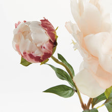 Napa Home & Garden - Peony Stem 21", Light Pink: Light Coral