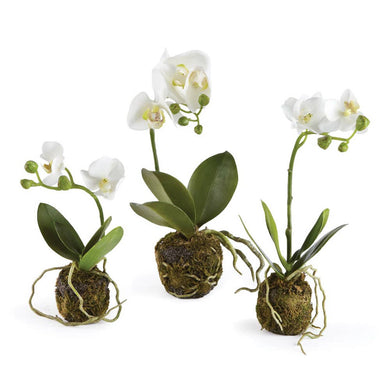 Napa Home & Garden - Phalaenopsis Orchid Drop-In