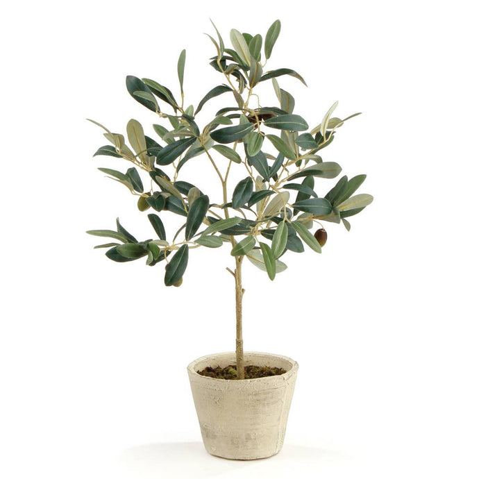 Napa Home & Garden - Olive Tree With Fruit In Pot 19.5