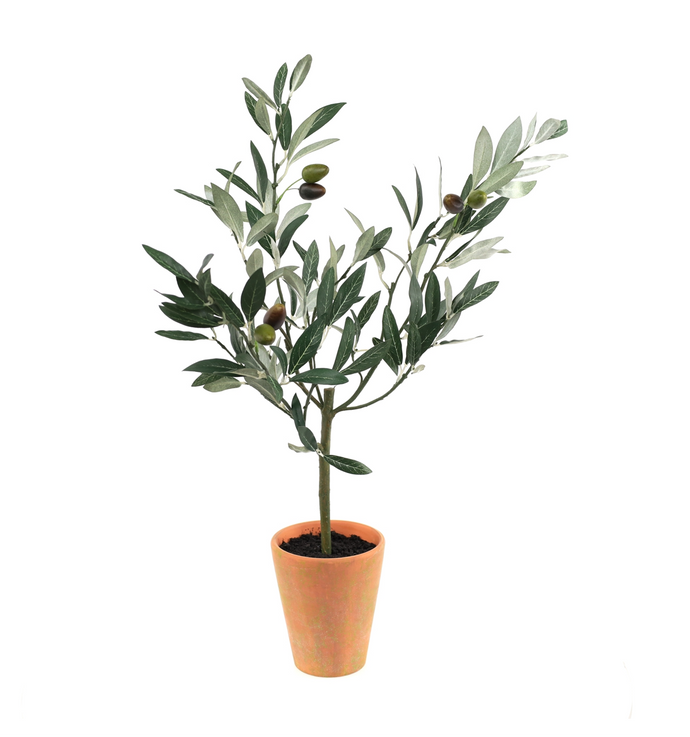 Olive Topiary in Pot