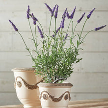 Napa Home & Garden - French Lavender Drop-In 18"