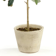 Napa Home & Garden - Olive Tree With Fruit In Pot 19.5"
