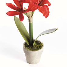 Mini Amaryllis Potted Drop-In 9" - Red