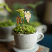 Vagabond Vintage - Concrete "Tea & Coffee" Cup Planter