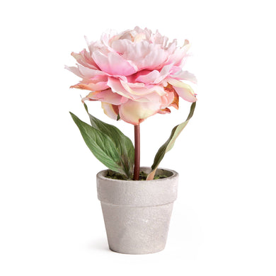 Napa Home & Garden - Mini Peony Potted 6.5