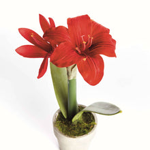 Mini Amaryllis Potted Drop-In 9" - Red