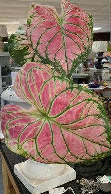 Caladium Plant