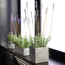 French Lavender In Square Pot 24"