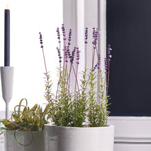 Napa Home & Garden - French Lavender Potted 21"