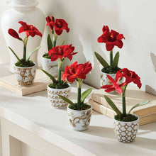 Mini Amaryllis Potted Drop-In 9" - Red
