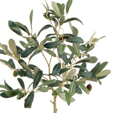 Napa Home & Garden - Olive Tree With Fruit In Pot 19.5"