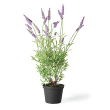 Napa Home & Garden - French Lavender Drop-In 18"