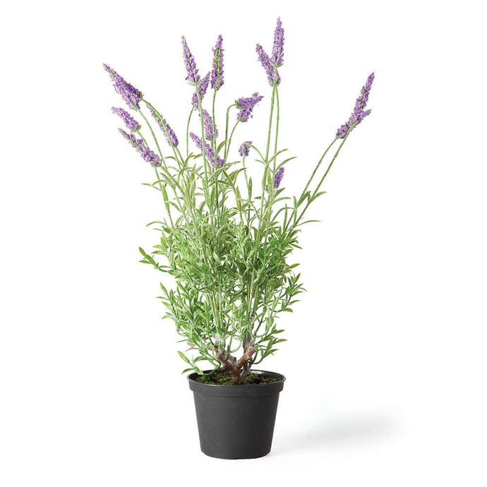 Napa Home & Garden - French Lavender Drop-In 18