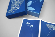 Chronicle Books - Sunprint Notecards