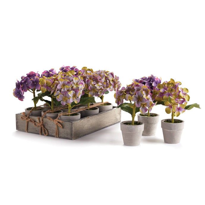 Napa Home & Garden - Mini Hydrangea Potted 6.5