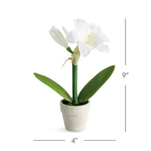 Mini Amaryllis Potted Drop-In 9"