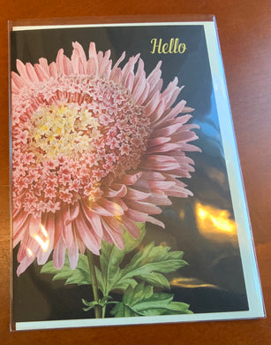 Hello (pink flower)